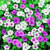 Vinca Rosea