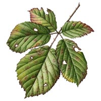 Leaf Painting