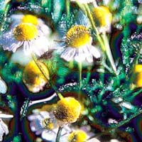 Chamomile Oil