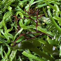Seaweed