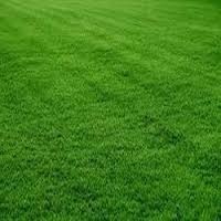 Natural Grass