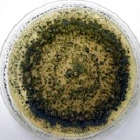 Trichoderma