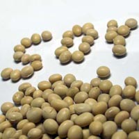 Soybean Seed