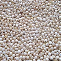 White Sorghum