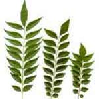 Curry Leaves