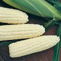 White Maize