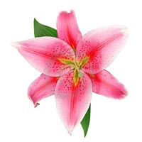 Lily Flower