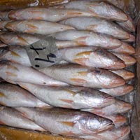 Croaker Fish