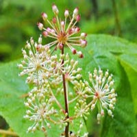 Spikenard Oil