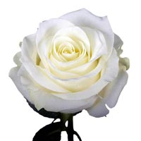 White Rose