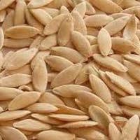 Hybrid Cucumber Seeds