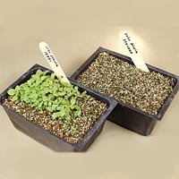 Stevia Seeds