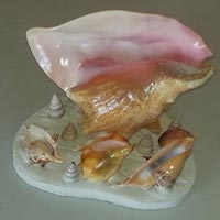 Shell Lamp
