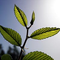 Carbon Dioxide Plant