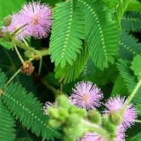 Mimosa Pudica