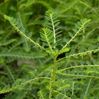 Phyllanthus Amarus