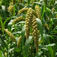 Foxtail Millet Seeds