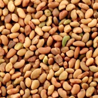Alfalfa Seeds