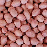 Bold Groundnut Kernels