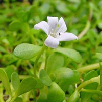 Bacopa Monnieri Extract
