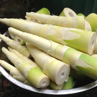Bamboo Shoot
