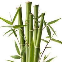 Bamboo Extract