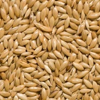 Canary Seeds