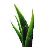 Aloe Vera Extract