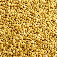 Yellow Millet