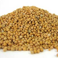 Yellow Mustard Seeds