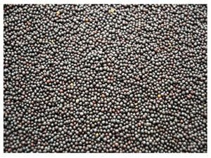 Black Mustard Seeds