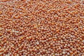 Brown Mustard Seeds
