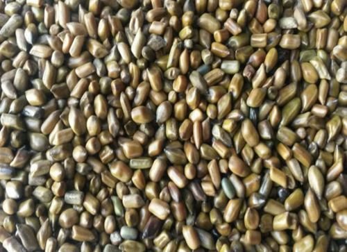 Cassia Tora Seeds 01