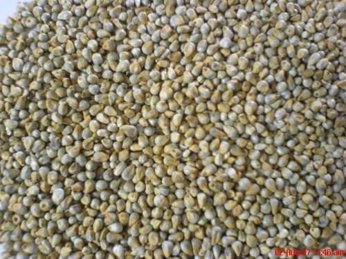 Green Millet 01