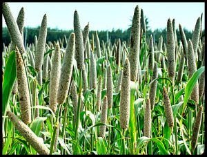 Green Millet 02