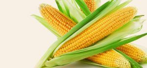 Maize Corn 02