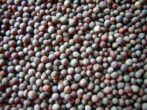 Red Mustard Seeds
