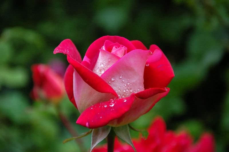 Rose Flower 01