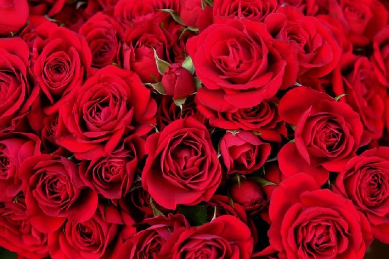 Rose Flower 02