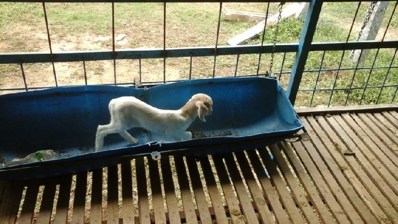 Wooden Floor Elevated Goat Shed Construction Services 06