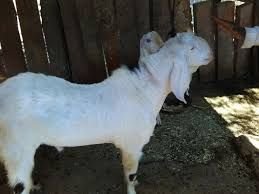 Sojat Goats 02