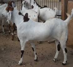 Sojat Goats 03