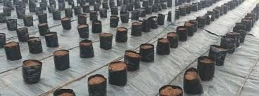 Coco Peat Grow Bag 02