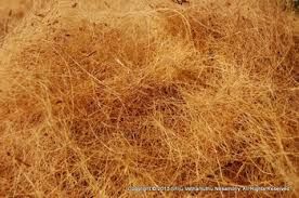 Coconut Fibre 01