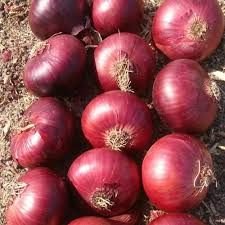 Red Onion 02
