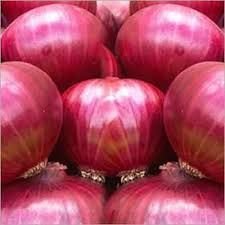 Red Onion 04