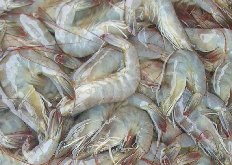 Fresh Prawn 01