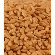 Wheat Seeds 01