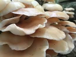 Oyster Mushroom 01