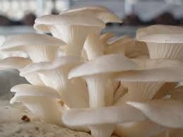 Oyster Mushroom 03